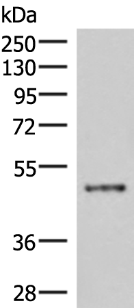 Gel: 8%SDS-PAGE Lysate: 40 microg Lane: Mouse lung tissue lysate Primary antibody: TA368569 (IRX5 Antibody) at dilution 1/300 Secondary antibody: Goat anti rabbit IgG at 1/8000 dilution Exposure time: 4 minutes
