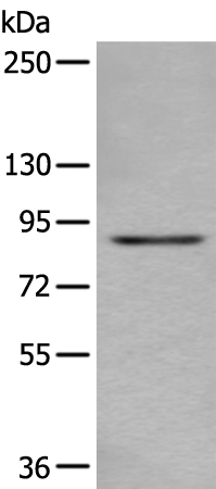 Gel: 6%SDS-PAGE Lysate: 40 microg Lane: A431 cell lysate Primary antibody: TA368800 (DTX3L Antibody) at dilution 1/300 Secondary antibody: Goat anti rabbit IgG at 1/8000 dilution Exposure time: 5 seconds