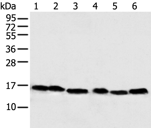 HEK293T cells were transfected with the pCMV6-ENTRY control (Left lane) or pCMV6-ENTRY WWTR1 (RC204082, Right lane) cDNA for 48 hrs and lysed. Equivalent amounts of cell lysates (5 ug per lane) were separated by SDS-PAGE and immunoblotted with anti-WWTR1. Positive lysates LY414524 (100 ug) and LC414524 (20 ug) can be purchased separately from OriGene.