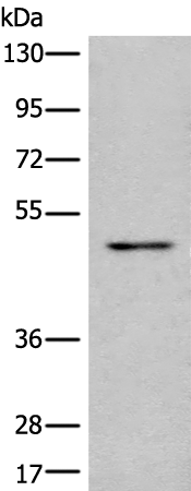 Gel: 8%SDS-PAGE Lysate: 40 microg Lane: HUVEC cell lysate Primary antibody: TA369910 (MICU1 Antibody) at dilution 1/350 Secondary antibody: Goat anti rabbit IgG at 1/8000 dilution Exposure time: 1 minute