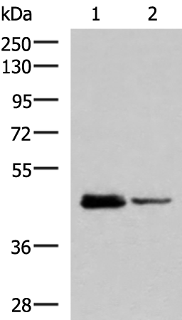 Gel: 8%SDS-PAGE Lysate: 40 microg Lane 1-2: HL60 and Jurkat cell lysates Primary antibody: TA370069 (DDI2 Antibody) at dilution 1/800 Secondary antibody: Goat anti rabbit IgG at 1/5000 dilution Exposure time: 30 seconds