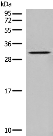 Gel: 12%SDS-PAGE Lysate: 40 microg Lane: Human heart tissue lysate Primary antibody: TA370121 (DNASE1L1 Antibody) at dilution 1/400 Secondary antibody: Goat anti rabbit IgG at 1/8000 dilution Exposure time: 5 minutes