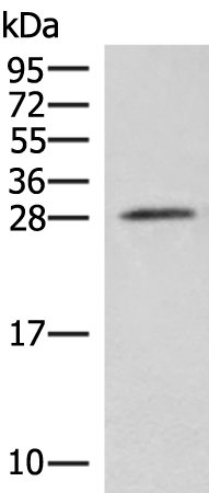 Gel: 12%SDS-PAGE Lysate: 40 microg Lane: Mouse brain tissue lysate Primary antibody: TA370337 (NIPSNAP3A Antibody) at dilution 1/550 Secondary antibody: Goat anti rabbit IgG at 1/8000 dilution Exposure time: 3 seconds
