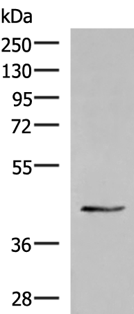 Gel: 8%SDS-PAGE Lysate: 40 microg Lane: Human heart tissue lysate Primary antibody: TA370365 (KRR1 Antibody) at dilution 1/250 Secondary antibody: Goat anti rabbit IgG at 1/5000 dilution Exposure time: 7 seconds