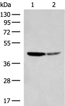 Gel: 8%SDS-PAGE Lysate: 40 microg Lane 1-2: Hela and A549 cell lysates Primary antibody: TA370387 (PTGES3L-AARSD1 Antibody) at dilution 1/350 Secondary antibody: Goat anti rabbit IgG at 1/8000 dilution Exposure time: 3 seconds