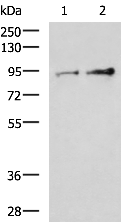 Gel: 8%SDS-PAGE Lysate: 40 microg Lane 1-2: Jurkat and Ramos cell lysates Primary antibody: TA370416 (TTC14 Antibody) at dilution 1/1000 Secondary antibody: Goat anti rabbit IgG at 1/5000 dilution Exposure time: 5 minutes
