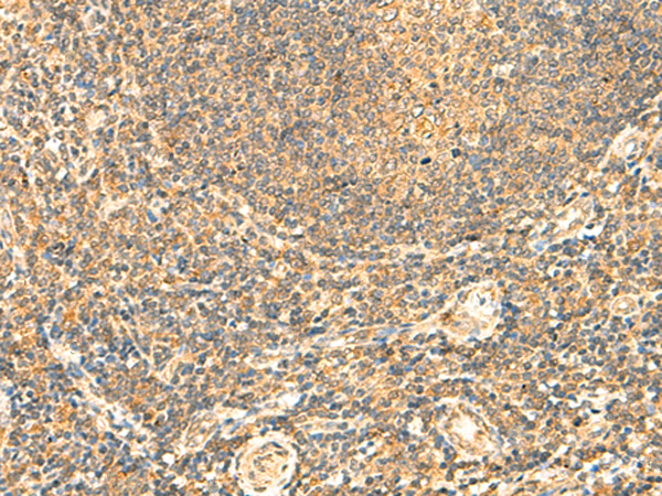 Immunohistochemistry of paraffin-embedded Human tonsil tissue using TA370502 (LYZL1 Antibody) at dilution 1/50 (Original magnification: x200)