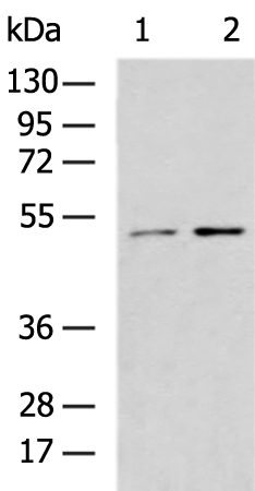 Gel: 8%SDS-PAGE Lysate: 40 microg Lane 1-2: A549 and NIH/3T3 cell lysates Primary antibody: TA370515 (HS1BP3 Antibody) at dilution 1/1000 Secondary antibody: Goat anti rabbit IgG at 1/5000 dilution Exposure time: 1 minute