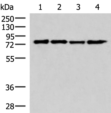 Gel: 8%SDS-PAGE Lysate: 40 microg Lane 1-4: K562 Jurkat Hela and 293T cell lysates Primary antibody: TA370629 (AKAP17A Antibody) at dilution 1/650 Secondary antibody: Goat anti rabbit IgG at 1/5000 dilution Exposure time: 10 seconds