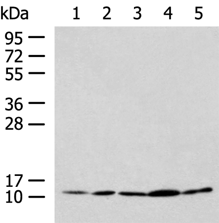 Gel: 12%SDS-PAGE Lysate: 40 microg Lane 1-5: HL-60 Hela Jurkat LNCAP HepG2 cell lysates Primary antibody: TA370700 (PAM16 Antibody) at dilution 1/900 Secondary antibody: Goat anti rabbit IgG at 1/5000 dilution Exposure time: 1 minute