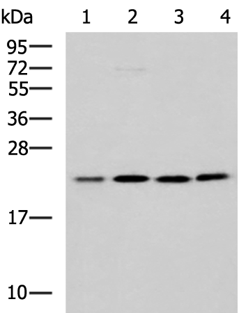 Gel: 12%SDS-PAGE Lysate: 40 microg Lane 1-4: K562 A172 Jurkat LOVO cell lysates Primary antibody: TA370766 (MRPL40 Antibody) at dilution 1/1000 Secondary antibody: Goat anti rabbit IgG at 1/5000 dilution Exposure time: 1 minute