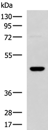 Gel: 8%SDS-PAGE Lysate: 40 microg Lane: TM4 cell lysate Primary antibody: TA370787 (DNAJA4 Antibody) at dilution 1/800 Secondary antibody: Goat anti rabbit IgG at 1/5000 dilution Exposure time: 20 seconds