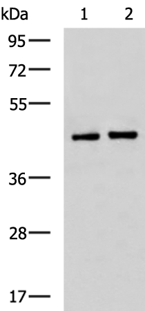 Gel: 8%SDS-PAGE Lysate: 40 microg Lane 1-2: HUVEC PC-3 cell lysates Primary antibody: TA370885 (SAV1 Antibody) at dilution 1/800 Secondary antibody: Goat anti rabbit IgG at 1/5000 dilution Exposure time: 1 minute