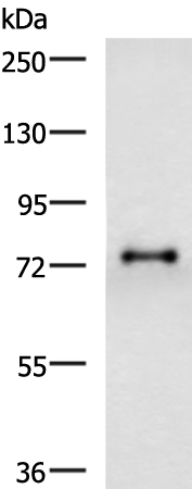 Gel: 6%SDS-PAGE Lysate: 40 microg Lane: HT29 cell lysate Primary antibody: TA370954 (GALNT3 Antibody) at dilution 1/1000 Secondary antibody: Goat anti rabbit IgG at 1/5000 dilution Exposure time: 3 minutes