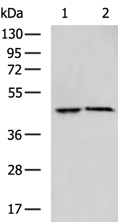 Gel: 8%SDS-PAGE Lysate: 40 microg Lane 1-2: Mouse heart tissue Mouse brain tissue lysates Primary antibody: TA370966 (RILPL1 Antibody) at dilution 1/700 Secondary antibody: Goat anti rabbit IgG at 1/5000 dilution Exposure time: 20 seconds
