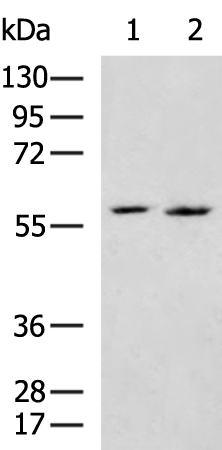 Gel: 8%SDS-PAGE Lysate: 40 microg Lane 1-2: Hela and 293T cell lysates Primary antibody: TA371027 (ASPSCR1 Antibody) at dilution 1/600 Secondary antibody: Goat anti rabbit IgG at 1/5000 dilution Exposure time: 1 minute
