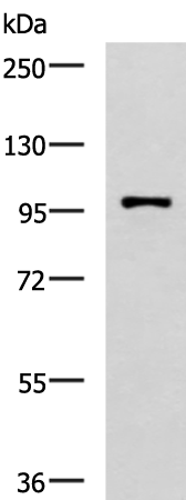 Immunofluorescent staining of HeLa cells using anti-HRAS mouse monoclonal antibody (TA505669).