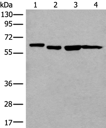 Gel: 8%SDS-PAGE Lysate: 40 microg Lane 1-4: 293T Hela Raji and A172 cell lysates Primary antibody: TA372083 (UTP18 Antibody) at dilution 1/200 Secondary antibody: Goat anti rabbit IgG at 1/8000 dilution Exposure time: 1 minute