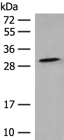 Gel: 12%SDS-PAGE Lysate: 40 microg Lane: 293T cell lysate Primary antibody: TA372573 (TACO1 Antibody) at dilution 1/250 Secondary antibody: Goat anti rabbit IgG at 1/8000 dilution Exposure time: 5 minutes