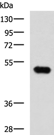 Gel: 8%SDS-PAGE Lysate: 40 microg Lane: Mouse kidney tissue lysate Primary antibody: TA372582 (FOXQ1 Antibody) at dilution 1/750 Secondary antibody: Goat anti rabbit IgG at 1/5000 dilution Exposure time: 5 minutes