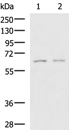 Gel: 8%SDS-PAGE Lysate: 40 microg Lane 1-2: SKOV3 and LOVO cell lysates Primary antibody: TA372592 (GAB4 Antibody) at dilution 1/650 Secondary antibody: Goat anti rabbit IgG at 1/5000 dilution Exposure time: 5 minutes