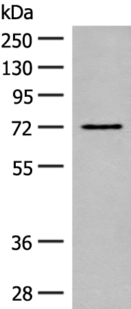Gel: 8%SDS-PAGE Lysate: 40 microg Lane: A172 cell lysate Primary antibody: TA372593 (SLC6A11 Antibody) at dilution 1/350 Secondary antibody: Goat anti rabbit IgG at 1/8000 dilution Exposure time: 40 seconds