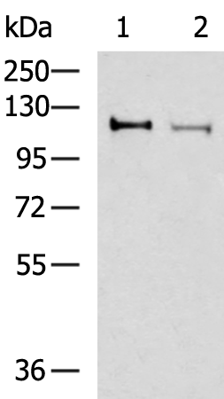 Gel: 6%SDS-PAGE Lysate: 40 microg Lane 1-2: 293T and Hela cell lysates Primary antibody: TA372651 (ARHGEF18 Antibody) at dilution 1/250 Secondary antibody: Goat anti rabbit IgG at 1/5000 dilution Exposure time: 2 minutes