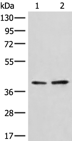 Gel: 8%SDS-PAGE Lysate: 40 microg Lane 1-2: A172 and LO2 cell lysates Primary antibody: TA372741 (HNRNPA3 Antibody) at dilution 1/500 Secondary antibody: Goat anti rabbit IgG at 1/8000 dilution Exposure time: 10 seconds
