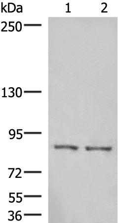 Gel: 6%SDS-PAGE Lysate: 40 microg Lane 1-2: Human cerebella tissue Human cerebrum tissue lysates Primary antibody: TA372745 (HOOK3 Antibody) at dilution 1/300 Secondary antibody: Goat anti rabbit IgG at 1/8000 dilution Exposure time: 1 minute