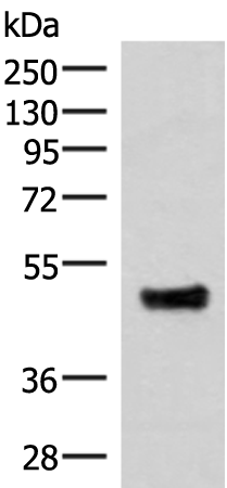 Gel: 8%SDS-PAGE Lysate: 40 microg Lane: Mouse lung tissue lysate Primary antibody: TA372803 (IRX5 Antibody) at dilution 1/300 Secondary antibody: Goat anti rabbit IgG at 1/8000 dilution Exposure time: 3 seconds