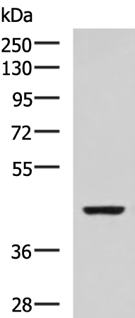 Gel: 8%SDS-PAGE Lysate: 40 microg Lane: SP20 cell lysate Primary antibody: TA372805 (ISL2 Antibody) at dilution 1/800 Secondary antibody: Goat anti rabbit IgG at 1/5000 dilution Exposure time: 30 seconds