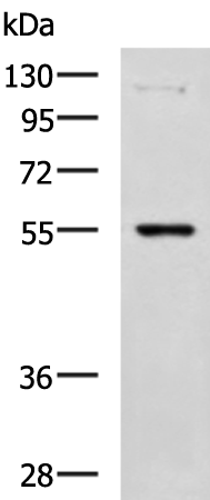 Gel: 8%SDS-PAGE Lysate: 40 microg Lane: 293T cell lysate Primary antibody: TA372996 (C3AR1 Antibody) at dilution 1/1000 Secondary antibody: Goat anti rabbit IgG at 1/5000 dilution Exposure time: 1 minute