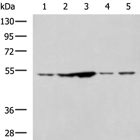 Gel: 8%SDS-PAGE Lysate: 40 microg Lane 1-5: HepG2 and MCF7 cell Human heart tissue 293T and Jurkat cell lysates Primary antibody: TA373059 (SNTA1 Antibody) at dilution 1/1350 Secondary antibody: Goat anti rabbit IgG at 1/5000 dilution Exposure time: 3 minutes