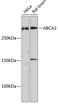 Western blot analysis of extracts of various cell lines, using ABCA2 Polyclonal Antibody (TA373121) at 1:1000 dilution. - Secondary antibody: HRP Goat Anti-Rabbit IgG (H+L) at 1:10000 dilution. - Lysates/proteins: 25ug per lane. - Blocking buffer: 3% nonfat dry milk in TBST. - Detection: ECL Enhanced Kit . - Exposure time: 3min.