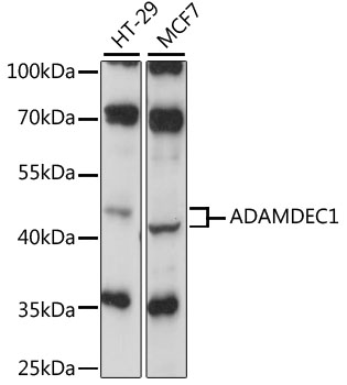 Western blot analysis of extracts of various cell lines, using ADAMDEC1 antibody (TA373264) at 1:1000 dilution. - Secondary antibody: HRP Goat Anti-Rabbit IgG (H+L) at 1:10000 dilution. - Lysates/proteins: 25ug per lane. - Blocking buffer: 3% nonfat dry milk in TBST. - Detection: ECL Basic Kit . - Exposure time: 30s.