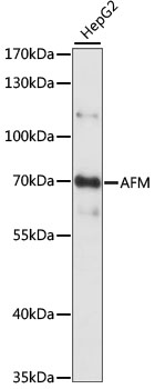 Western blot analysis of extracts of HepG2 cells, using AFM antibody (TA373338) at 1:1000 dilution. - Secondary antibody: HRP Goat Anti-Rabbit IgG (H+L) at 1:10000 dilution. - Lysates/proteins: 25ug per lane. - Blocking buffer: 3% nonfat dry milk in TBST. - Detection: ECL Basic Kit . - Exposure time: 1S.
