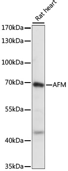 Western blot analysis of extracts of Rat heart, using AFM antibody (TA373339) at 1:1000 dilution. - Secondary antibody: HRP Goat Anti-Rabbit IgG (H+L) at 1:10000 dilution. - Lysates/proteins: 25ug per lane. - Blocking buffer: 3% nonfat dry milk in TBST. - Detection: ECL Basic Kit . - Exposure time: 1S.