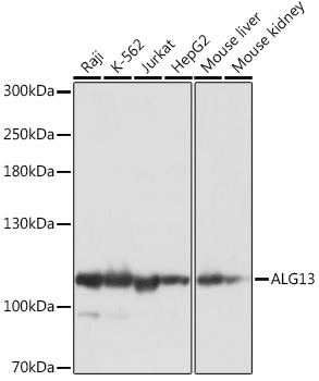 Western blot analysis of extracts of various cell lines, using ALG13 Rabbit pAb (TA373453) at 1:1000 dilution. - Secondary antibody: HRP Goat Anti-Rabbit IgG (H+L) at 1:10000 dilution. - Lysates/proteins: 25ug per lane. - Blocking buffer: 3% nonfat dry milk in TBST. - Detection: ECL Basic Kit . - Exposure time: 1s.
