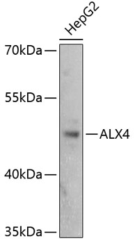 Western blot analysis of extracts of HepG2 cells, using ALX4 antibody (TA373479) at 1:3000 dilution. - Secondary antibody: HRP Goat Anti-Rabbit IgG (H+L) at 1:10000 dilution. - Lysates/proteins: 25ug per lane. - Blocking buffer: 3% nonfat dry milk in TBST. - Detection: ECL Basic Kit . - Exposure time: 10s.