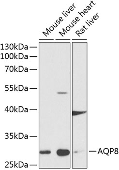 Western blot analysis of extracts of various cell lines, using AQP8 antibody (TA373622) at 1:1000 dilution._Secondary antibody: HRP Goat Anti-Rabbit IgG (H+L) at 1:10000 dilution._Lysates/proteins: 25ug per lane._Blocking buffer: 3% nonfat dry milk in TBST._Detection: ECL Basic Kit ._Exposure time: 90s.