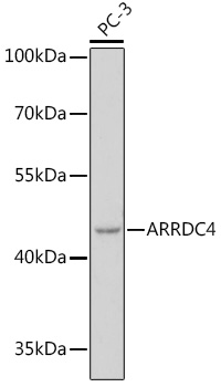 Western blot analysis of extracts of PC-3 cells, using ARRDC4 pAb (TA373703) at 1:1000 dilution. - Secondary antibody: HRP Goat Anti-Rabbit IgG (H+L) at 1:10000 dilution. - Lysates/proteins: 25ug per lane. - Blocking buffer: 3% nonfat dry milk in TBST. - Detection: ECL Basic Kit . - Exposure time: 60s.