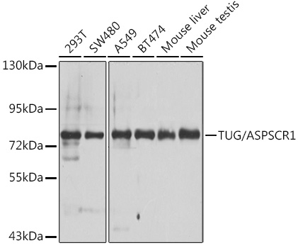 Western blot analysis of extracts of various cell lines, using TUG/ASPSCR1 antibody (TA373752) at 1:1000 dilution. - Secondary antibody: HRP Goat Anti-Rabbit IgG (H+L) at 1:10000 dilution. - Lysates/proteins: 25ug per lane. - Blocking buffer: 3% nonfat dry milk in TBST. - Detection: ECL Basic Kit . - Exposure time: 30s.