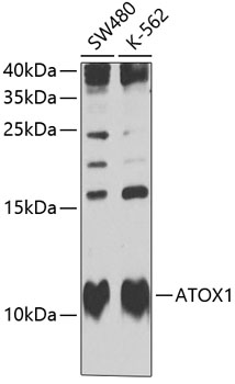 Western blot analysis of extracts of various cell lines, using ATOX1 Antibody (TA373796) at 1:1000 dilution. - Secondary antibody: HRP Goat Anti-Rabbit IgG (H+L) at 1:10000 dilution. - Lysates/proteins: 25ug per lane. - Blocking buffer: 3% nonfat dry milk in TBST. - Detection: ECL Basic Kit . - Exposure time: 15s.