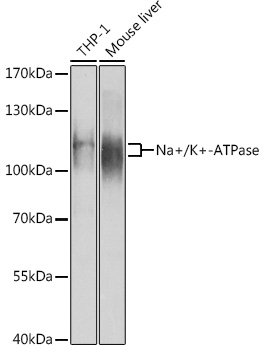 Western blot analysis of extracts of various cell lines, using Na+/K+-ATPase1 antibody (TA373803) at 1:1000 dilution. - Secondary antibody: HRP Goat Anti-Rabbit IgG (H+L) at 1:10000 dilution. - Lysates/proteins: 25ug per lane. - Blocking buffer: 3% nonfat dry milk in TBST. - Detection: ECL Basic Kit . - Exposure time: 15s.