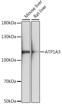 Western blot analysis of extracts of various cell lines, using ATP1A3 antibody (TA373807) at 1:1000 dilution. - Secondary antibody: HRP Goat Anti-Rabbit IgG (H+L) at 1:10000 dilution. - Lysates/proteins: 25ug per lane. - Blocking buffer: 3% nonfat dry milk in TBST. - Detection: ECL Basic Kit . - Exposure time: 90s.