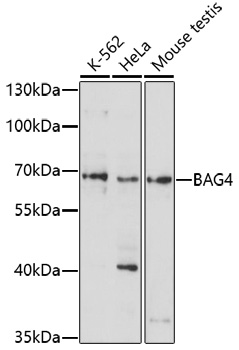 Western blot analysis of extracts of various cell lines, using BAG4 antibody (TA373915) at 1:1000 dilution. - Secondary antibody: HRP Goat Anti-Rabbit IgG (H+L) at 1:10000 dilution. - Lysates/proteins: 25ug per lane. - Blocking buffer: 3% nonfat dry milk in TBST. - Detection: ECL Enhanced Kit . - Exposure time: 90s.