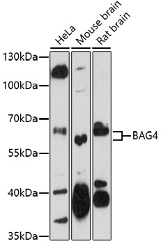 Western blot analysis of extracts of various cell lines, using BAG4 antibody (TA373916) at 1:1000 dilution. - Secondary antibody: HRP Goat Anti-Rabbit IgG (H+L) at 1:10000 dilution. - Lysates/proteins: 25ug per lane. - Blocking buffer: 3% nonfat dry milk in TBST. - Detection: ECL Enhanced Kit . - Exposure time: 90s.