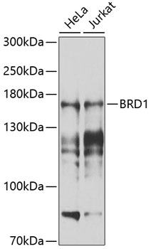 Western blot analysis of extracts of various cell lines, using BRD1 antibody (TA374066) at 1:1000 dilution. - Secondary antibody: HRP Goat Anti-Rabbit IgG (H+L) at 1:10000 dilution. - Lysates/proteins: 25ug per lane. - Blocking buffer: 3% nonfat dry milk in TBST. - Detection: ECL Basic Kit . - Exposure time: 1s.