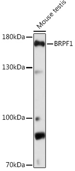Western blot analysis of extracts of Mouse testis, using BRPF1 Rabbit pAb (TA374087) at 1:1000 dilution. - Secondary antibody: HRP Goat Anti-Rabbit IgG (H+L) at 1:10000 dilution. - Lysates/proteins: 25ug per lane. - Blocking buffer: 3% nonfat dry milk in TBST. - Detection: ECL Basic Kit . - Exposure time: 90s.