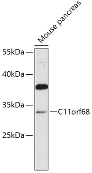 Western blot analysis of extracts of Mouse pancreas, using C11orf68 antibody (TA374122) at 1:1000 dilution. - Secondary antibody: HRP Goat Anti-Rabbit IgG (H+L) at 1:10000 dilution. - Lysates/proteins: 25ug per lane. - Blocking buffer: 3% nonfat dry milk in TBST. - Detection: ECL Basic Kit . - Exposure time: 90s.